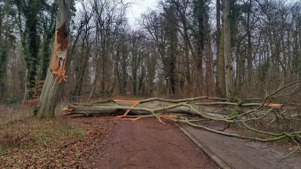 umgestürzter Baum auf dem Hauptweg in der Fasanerie in Köthen