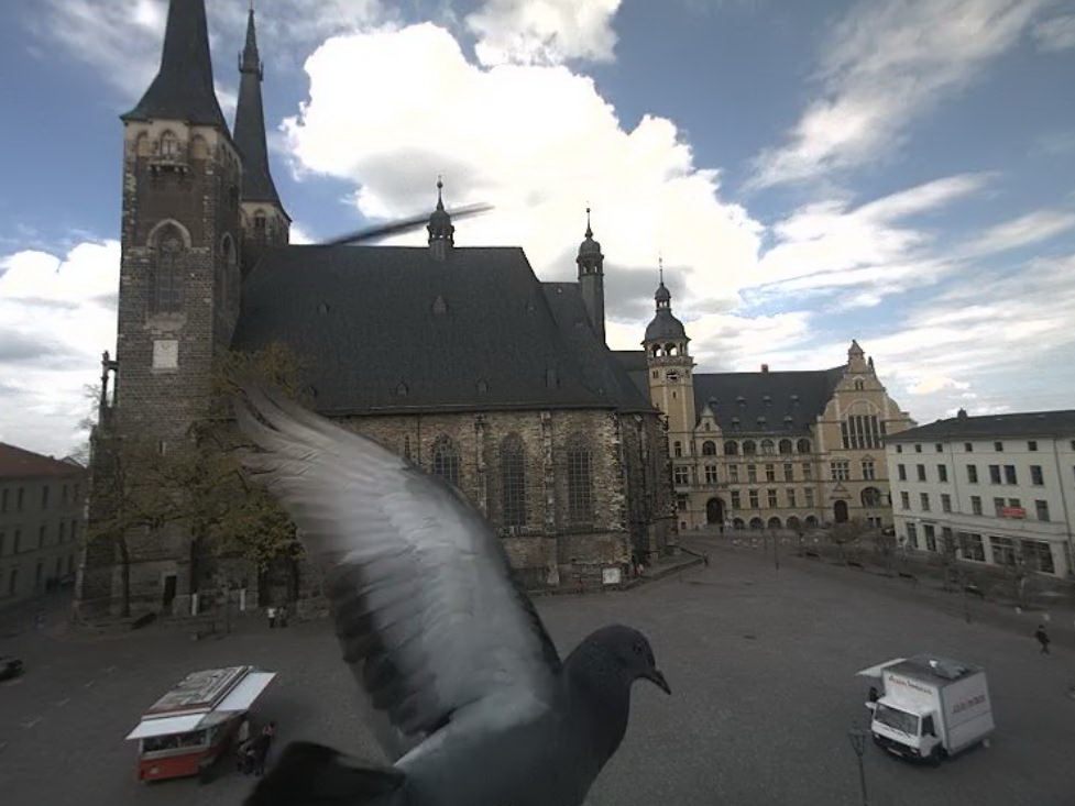 Besuch von einer Taube auf der Webcam am Marktplatz
